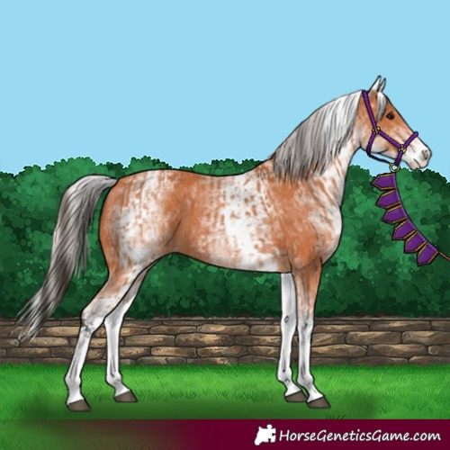 Horse Color:White Spotted Bay and White Spotted Silver Bay
