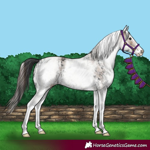 Horse Color:White Spotted Black  and White Spotted Classic Champagne 