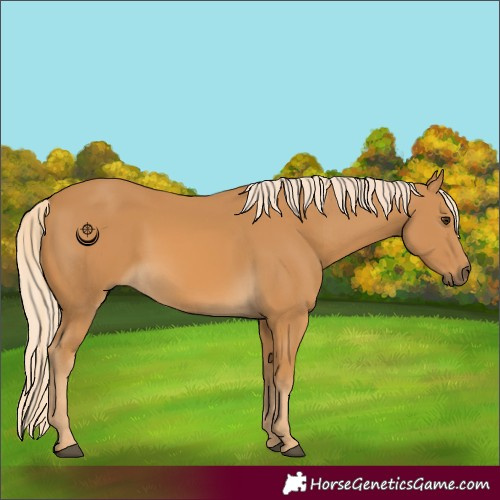 Horse Color:Palomino 