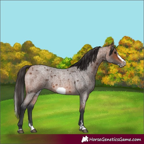 Horse Color:Bay Roan Splash Frame Rabicano