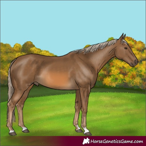 Horse Color:Chocolate Palomino 