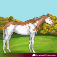 Horse Color:Chestnut Splash Frame