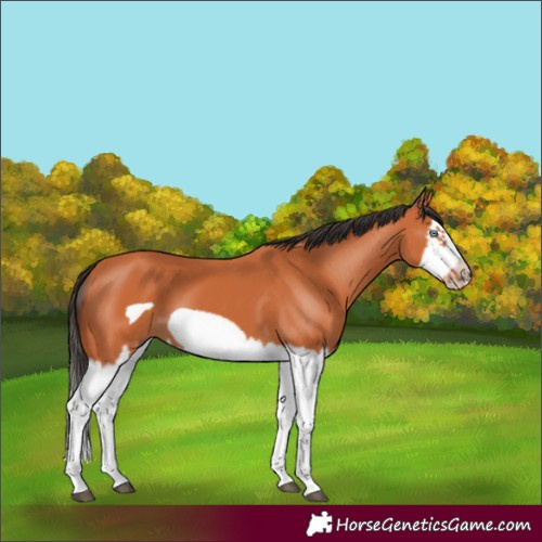 Horse Color:Bay Splash Frame 