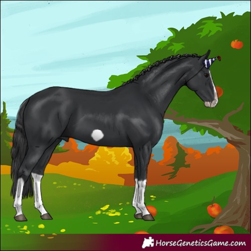 Horse Color:Black Splash Frame 