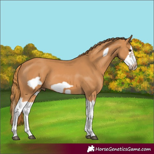 Horse Color:Chestnut Splash Frame 