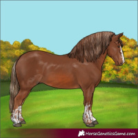 Horse Color:Chestnut  and Chestnut 
