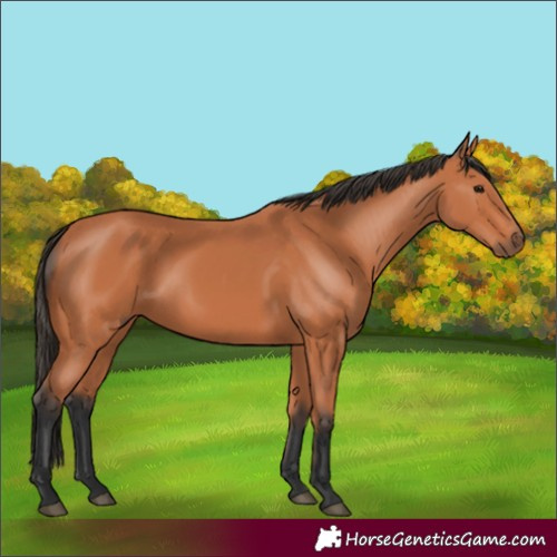 Horse Color:Bay 
