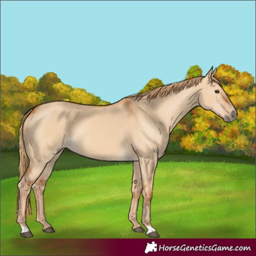 Horse Color:Red Dun 