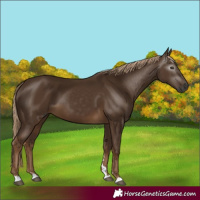 Horse Color:Gray Chocolate Palomino 