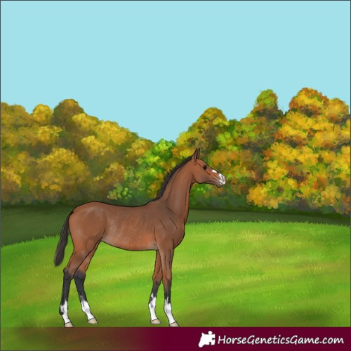 Horse Color:Bay Rabicano