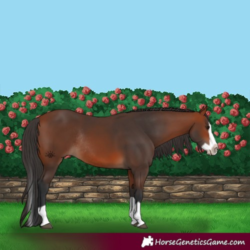 Horse Color:Bay Splash Frame Rabicano 