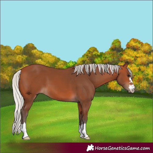 Horse Color:Silver Bay 