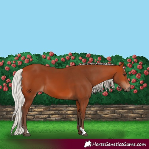 Horse Color:Silver Bay and Silver Bay
