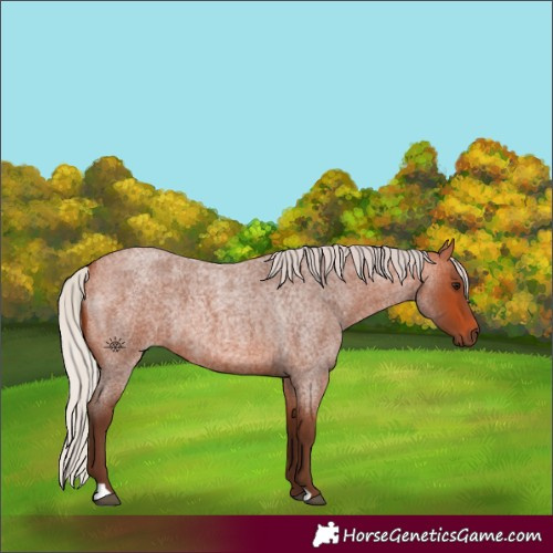 Horse Color:Silver Bay Roan