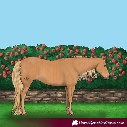 Horse Color:Chestnut and Chestnut