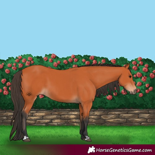 Horse Color:Bay  and Bay 