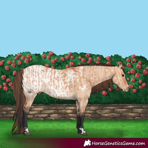 Horse Color:Bay Dun  and Bay Dun Appaloosa 