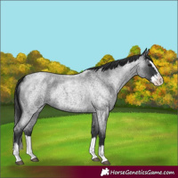 Horse Color:Blue Roan Splash 