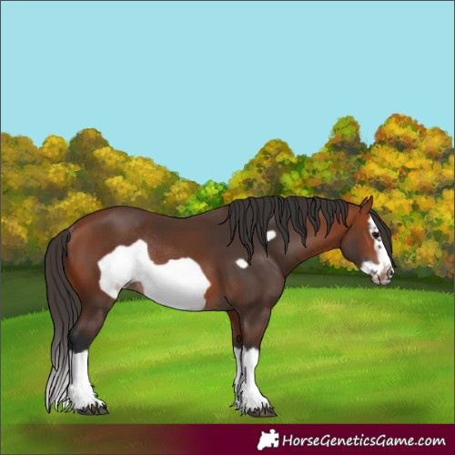 Horse Color:Bay Splash Frame Rabicano