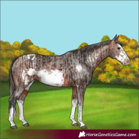 Horse Color:Bay Splash Frame Rabicano  and Bay Splash Frame Varnish Rabicano 
