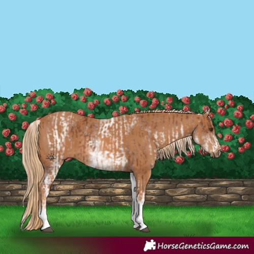 Horse Color:White Spotted Chestnut  and White Spotted Chestnut 