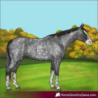 Horse Color:Blue Roan Splash and Blue Roan Splash
