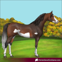 Horse Color:Bay Splash Frame Rabicano