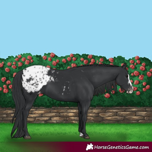 Horse Color:Black Appaloosa and Black Splash Appaloosa