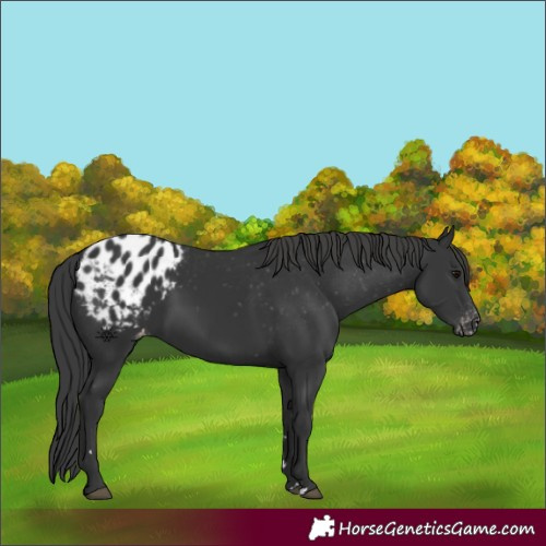 Horse Color:Black Appaloosa