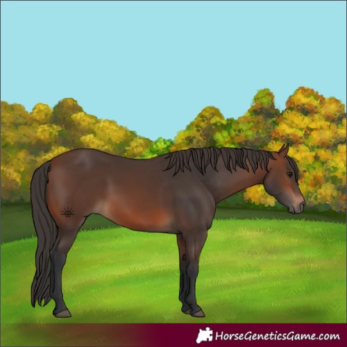 Horse Color:Brown 