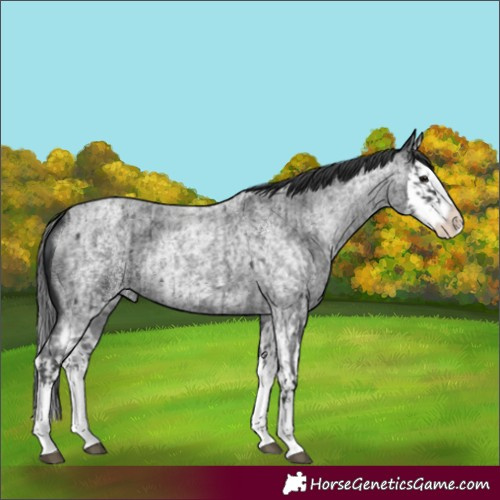 Horse Color:Blue Roan Splash and Blue Roan Splash