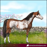 Horse Color:Bay  and Bay Frame 