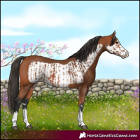 Horse Color:Bay  and Bay Frame 