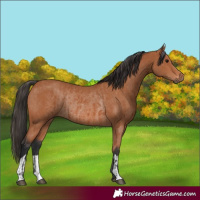 Horse Color:Bay Rabicano and Bay Rabicano