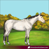 Horse Color:Buckskin Roan Dun Tobiano 