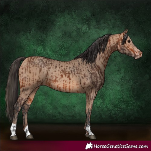 Horse Color:Bay  and Amber Champagne 