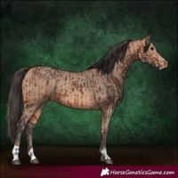 Horse Color:Bay and Amber Champagne