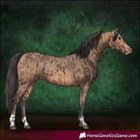 Horse Color:Bay  and Amber Champagne 