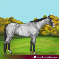 Horse Color:Blue Roan Splash and Blue Roan Splash