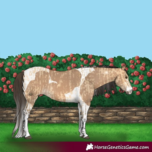 Horse Color:Buckskin Dun Tobiano and Bay Dun Tobiano