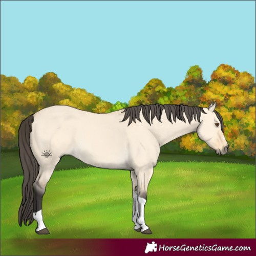 Horse Color:Buckskin Dun Tobiano 