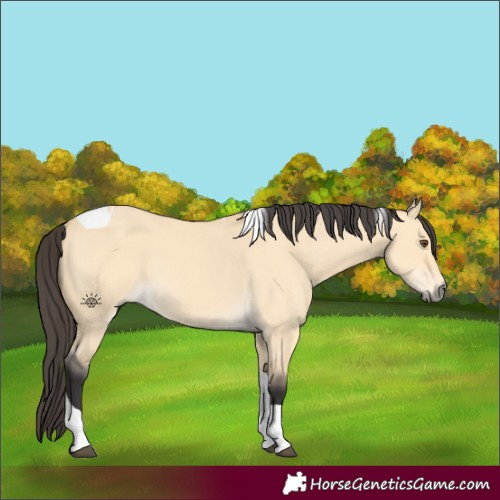 Horse Color:Buckskin Dun Tobiano 