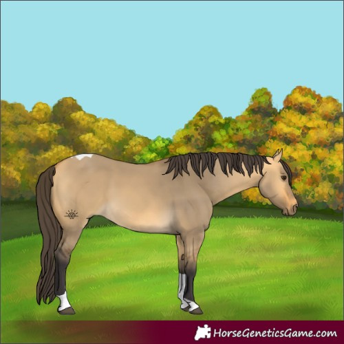 Horse Color:Buckskin Dun Tobiano 