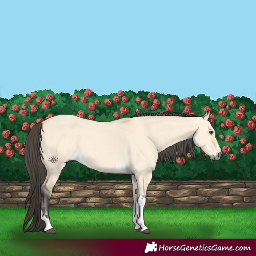 Horse Color:Buckskin Dun Tobiano  and Buckskin Dun Tobiano 
