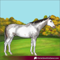 Horse Color:Brown Roan Splash Frame Rabicano 