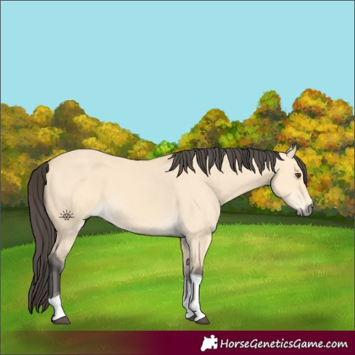 Horse Color:Buckskin Dun Tobiano 