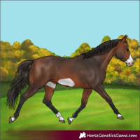 Horse Color:Bay Splash Frame Rabicano