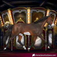 Horse Color:Bay Splash Frame Rabicano