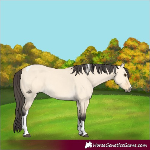 Horse Color:Buckskin Dun Tobiano 