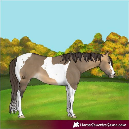 Horse Color:Buckskin Dun Tobiano 